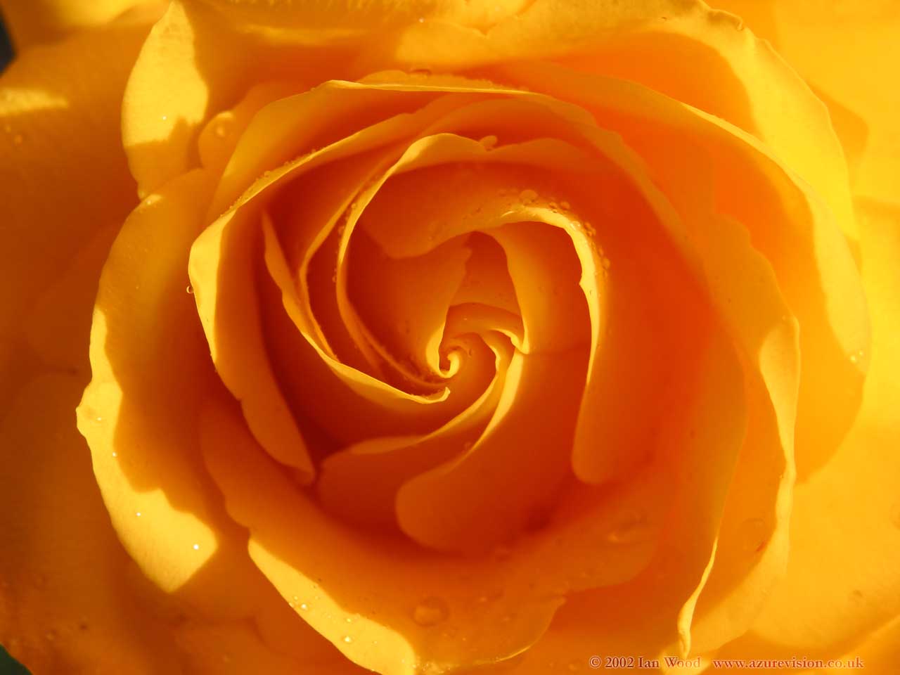 Aalsmeer Gold роза