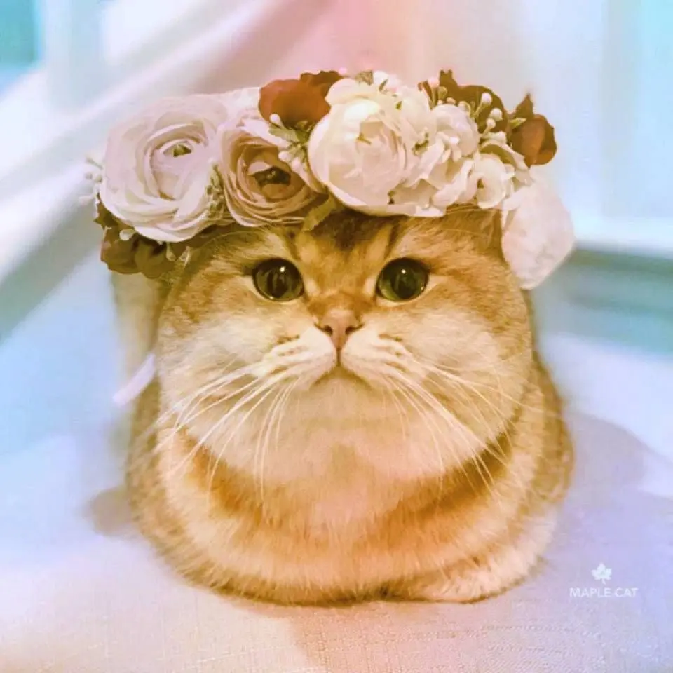 Кошка в венке из цветов