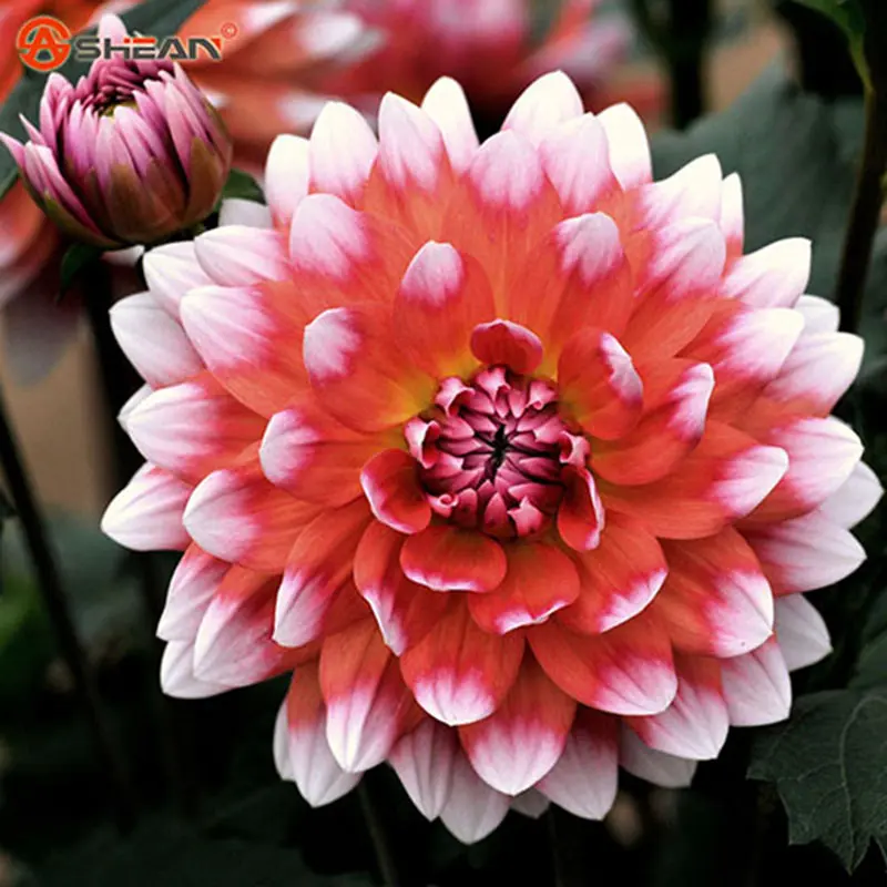 ????? ?????? : Dek-D.com - Writer