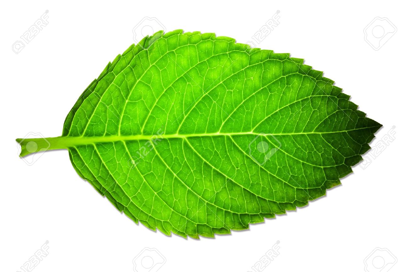 Красивые зеленые листья